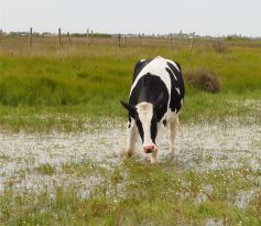 Jeu de l’Oie puis découverte de la réserve naturelle de Saint-Denis-du-Payré vous permettront de découvrir les marais communaux du Marais poitevin.