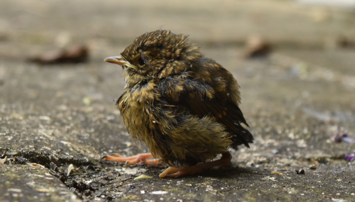 Rougegorge familier (Erithacus rubecula) juvénile non volant © Quentin Jourdan