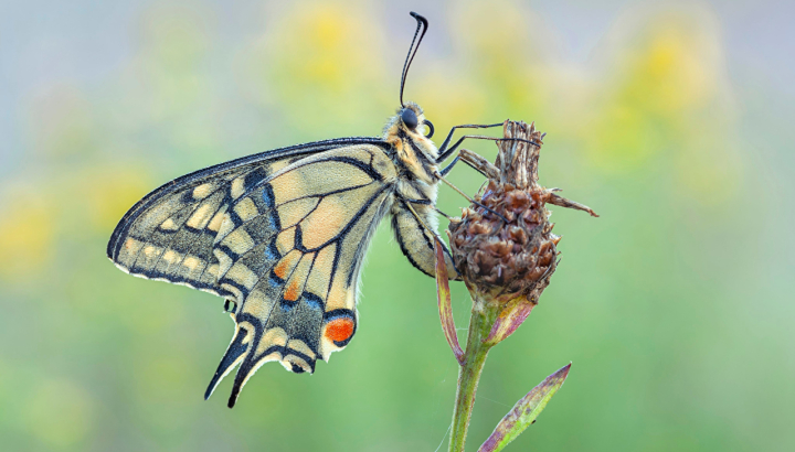 Machaon