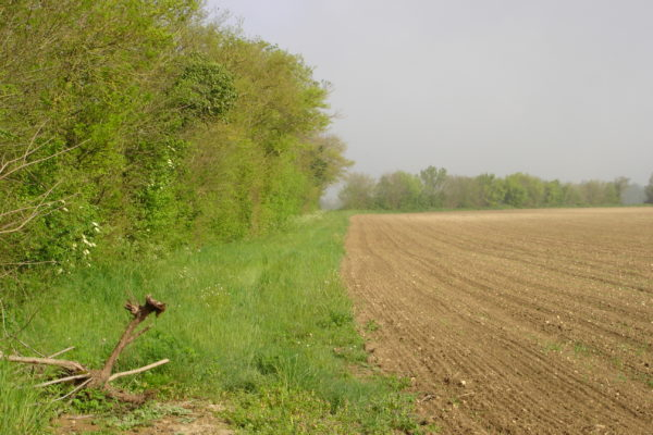 haie en bordure d'un champ de maïs