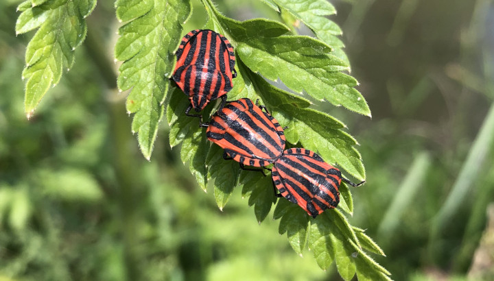Graphosome d'Italie (Graphosoma italicum) © Nicolas Macaire / LPO