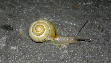 Escargot des jardins