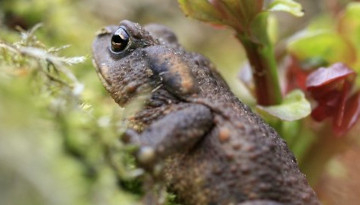 Crapaud épineux