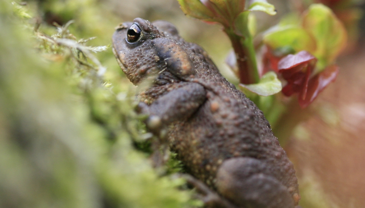Crapaud épineux
