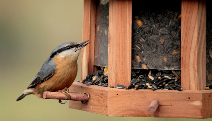 Sittelle torchepot (Sitta europaea) à la mangeoire © Alain Boullah