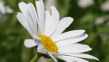 Marguerite commune (Leucanthemum vulgare)