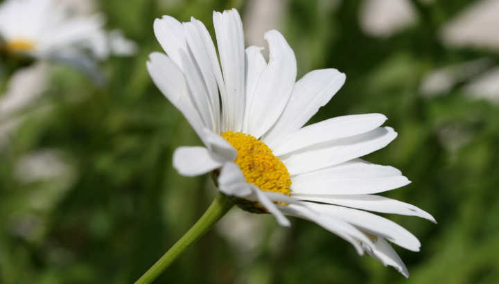 Grande Marguerite (Leucanthemum vulgare) © Nicolas Macaire / LPO