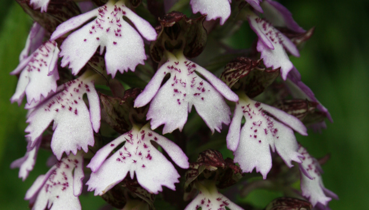 Orchis pourpre (Orchis pupurea) © Nicolas Macaire / LPO