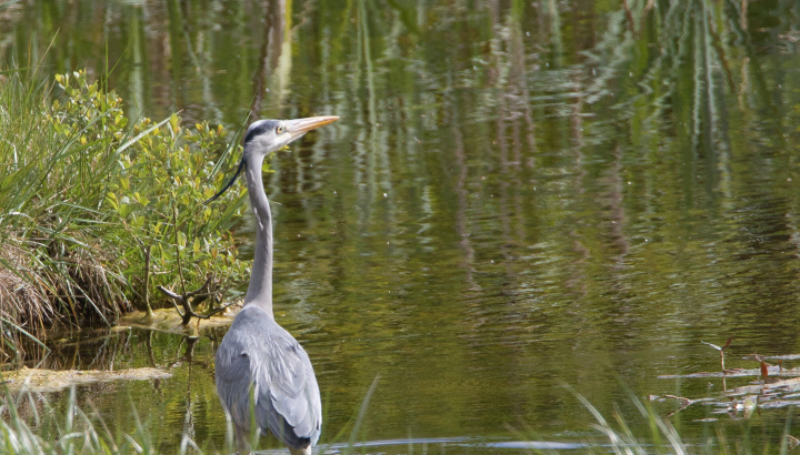 Héron cendré @Gérald