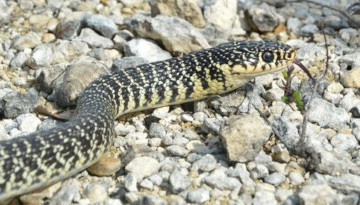 Couleuvre verte et jaune (Hierophis viridiflavus)