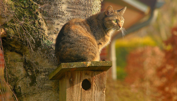 Panneau exposition Les solutions pour limiter la prédation du chat domestique