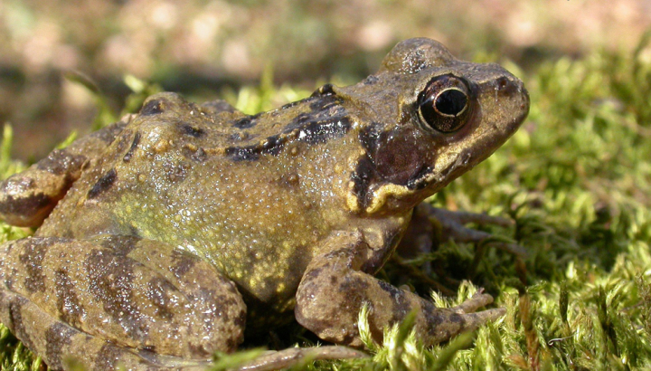 Grenouille rousse