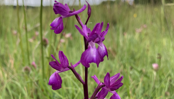 Orchis à fleurs lâches (Anacamptis laxiflora) © Nicolas Macaire / LPO