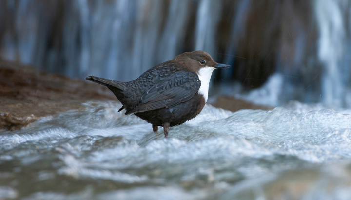 Cincle plongeur les pattes dans l'eau