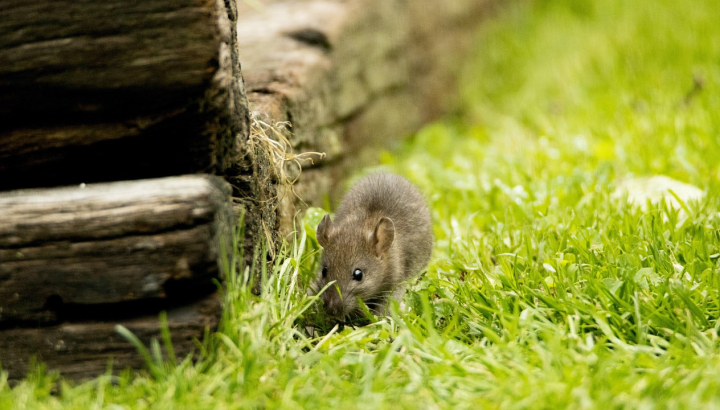 Souris dans l'herbe