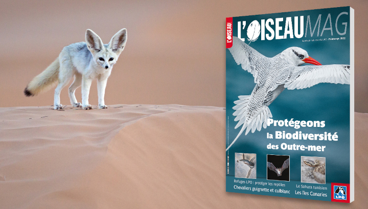 Visuel : Fennec + visuel de la couverture de l'OM n°146