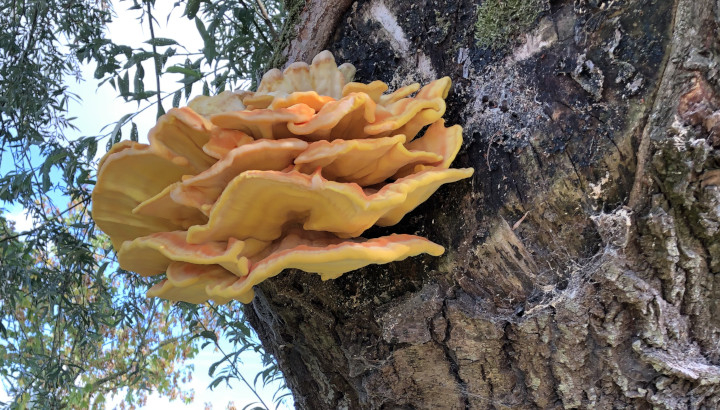 Polypore soufré (Laetiporus sulphureus) © Nicolas Macaire / LPO