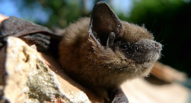 Pipistrelle en journée