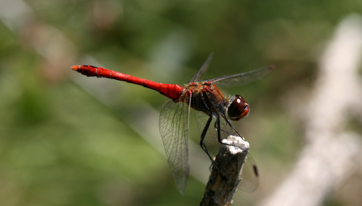 Sympetrum rouge sang