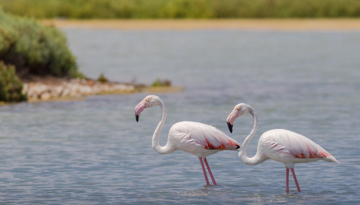 Deux flamants roses