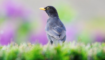 Merle noir (Turdus merula) © Roland Pellion