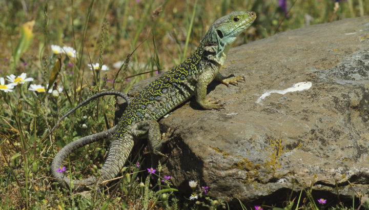 Lézard ocellé