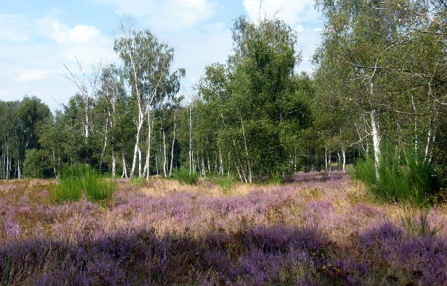 Balbuzard pêcheur  (parc des Bruyère 2024)