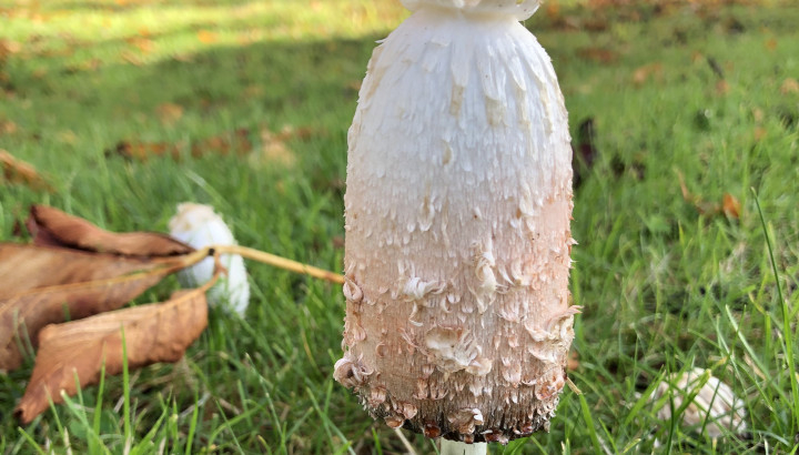 Coprin chevelu (Coprinus comatus) © Nicolas Macaire / LPO