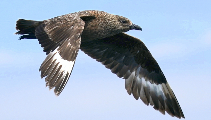 Mouettes de Sabine en vol