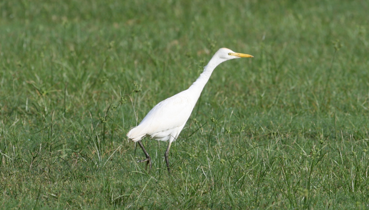 Héron garde-boeufs (Bubulcus ibis) © Nicolas Macaire / LPO