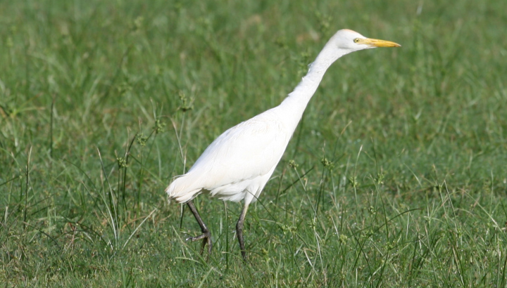 Héron garde-boeufs (Bubulcus ibis) © Nicolas Macaire / LPO