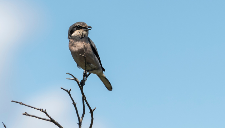 Pie-grièche méridionale © Olivier Hameau
