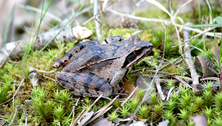 Grenouille agile © Christian Hervé