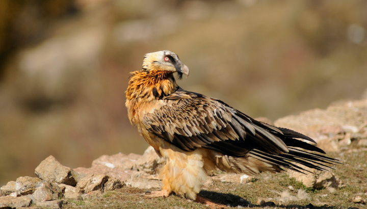 Gypaète barbu posé