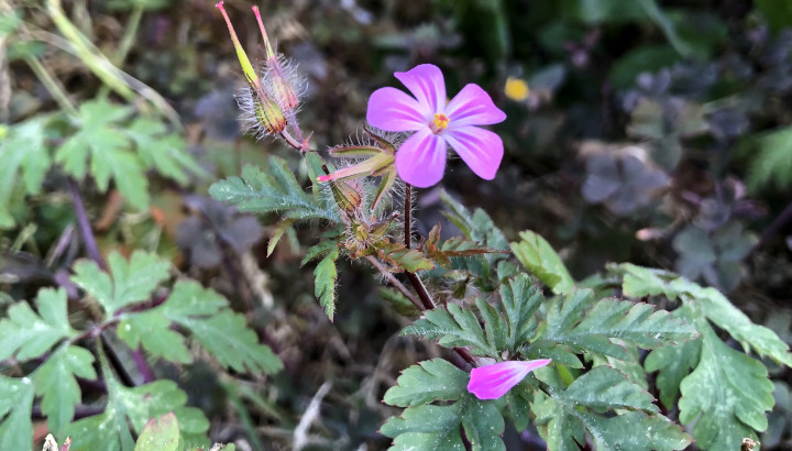 Géranium Herbe à Robert (Geranium robertianum) © Nicolas Macaire/ LPO