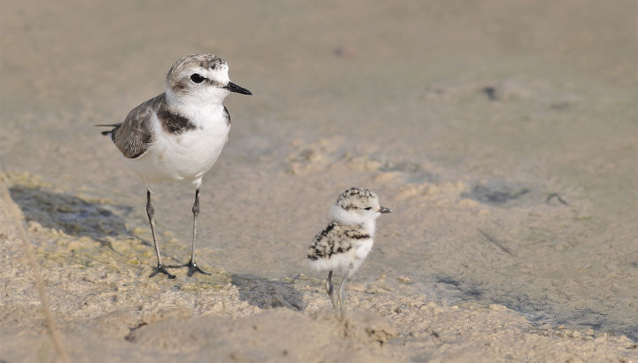 Gravelot à collier interrompu avec son petit sur la plage