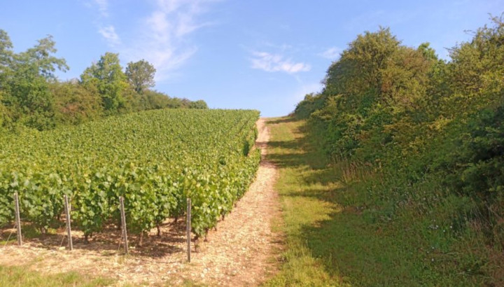 Parcelle de vignes entourée de haies