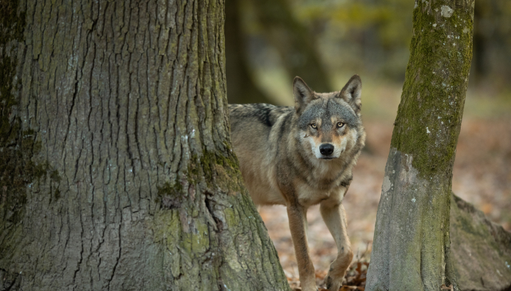 Loup gris © Istock