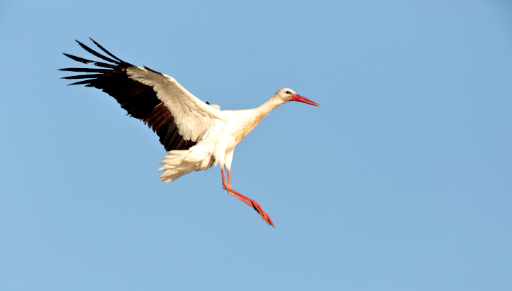 Cigogne blanche dans les airs prête à se poser, les pattes en avant et les ailes en arrière