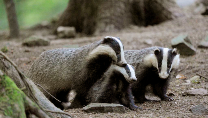 Famille de blaireaux dans la forêt