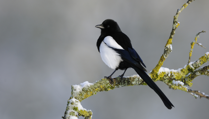 Pie bavarde sur une branche enneigée