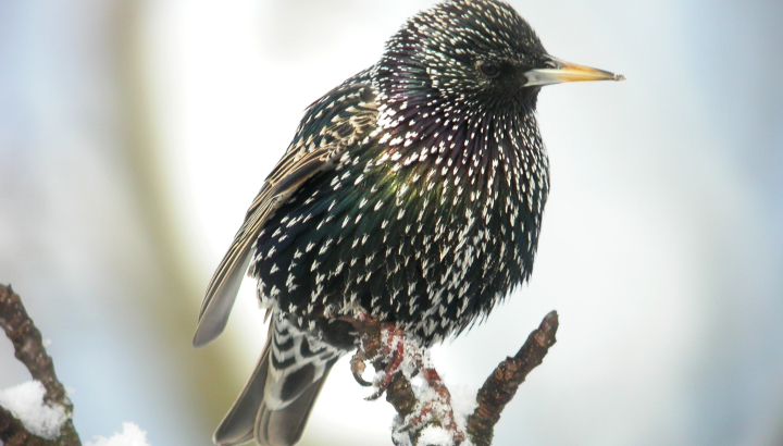 Fouine - LPO (Ligue pour la Protection des Oiseaux) - Agir pour la  biodiversité