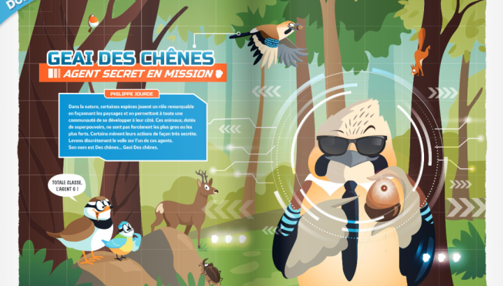 Dossier « Le Geai des chênes : agent secret en mission » de l'OISEAU MAG Junior