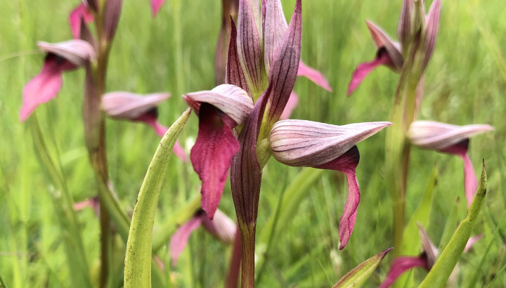 Sérapias langue (Serapias lingua) © Nicolas Macaire / LPO