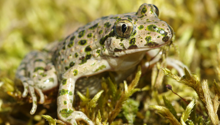 Pelodyte ponctué (Pelodytes punctatus) © David Alquier / LPO Occitanie