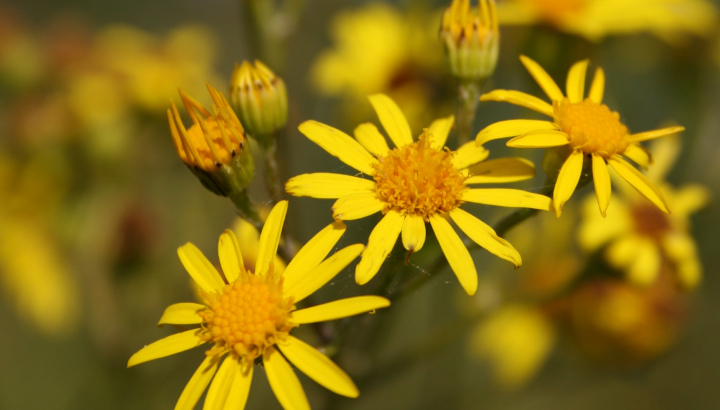 Séneçon de Jacob (Jacobaea vulgaris) © Nicolas Macaire / LPO