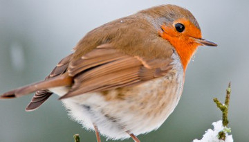 Rougegorge familier (Erithacus rubecula)