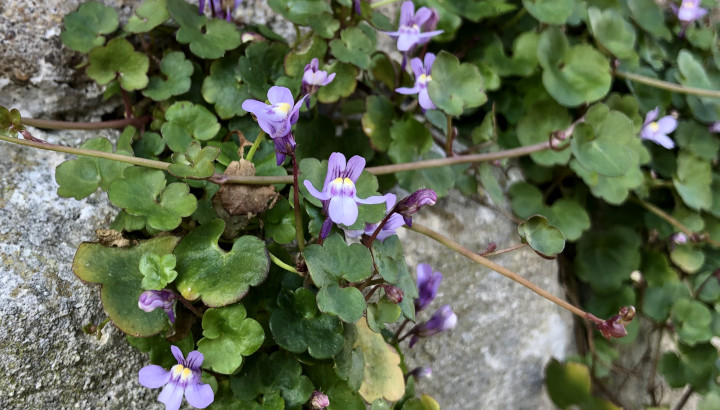 Cymbalaire des murs (Cymbalaria muralis) © Nicolas Macaire / LPO