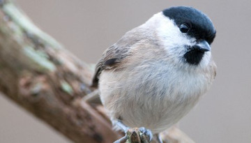 Mésange nonnette (Poecile palustris)