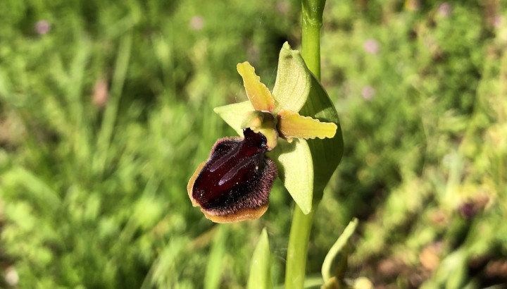 Ophrys de la passion (Ophrys passionis) © Nicolas Macaire / LPO